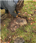 Photo of clerk staff finding a buried headstone - Beckley Cemetery