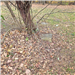 Photo of tree growing around headstone- Beckley Cemetery