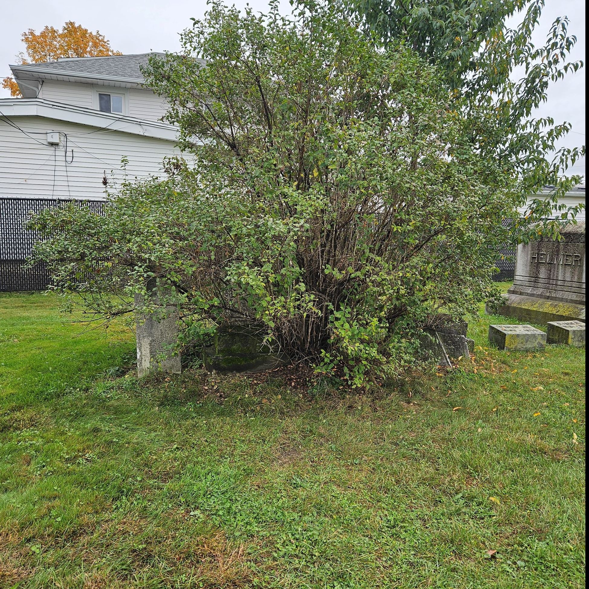 Photo of more headstones buried under bush - Youngs Cemetery