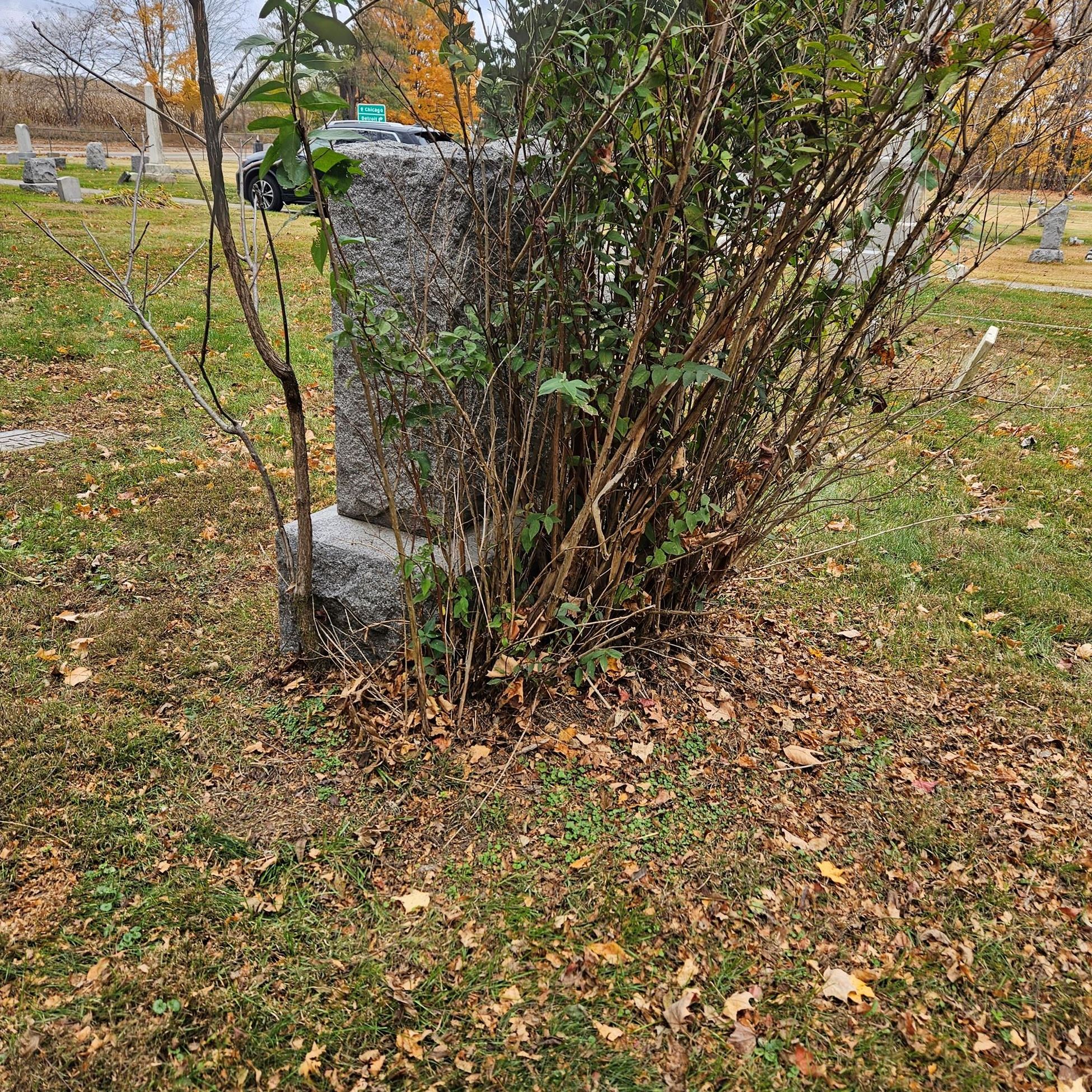 Photo of bush growing around headstone- Beckley Cemetery