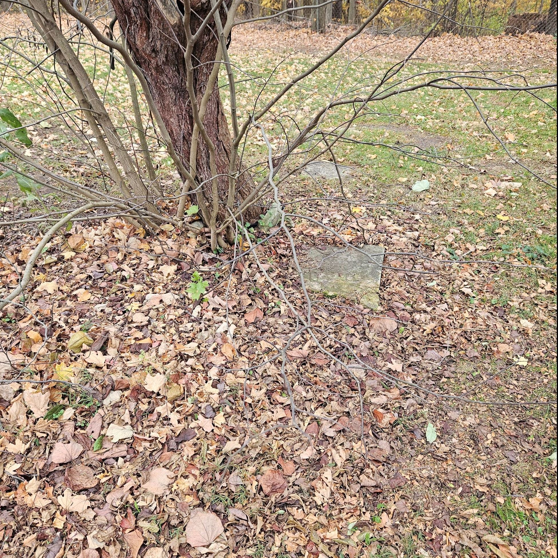 Photo of tree growing around headstone- Beckley Cemetery