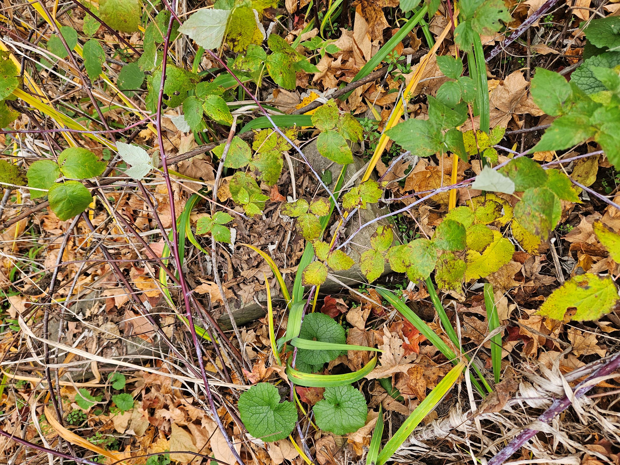 Photo of headstone located under the weeds and brush - Beckley Cemetery
