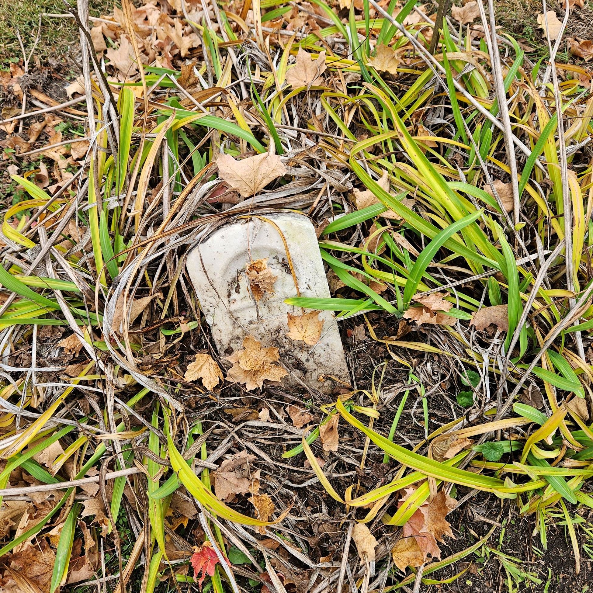 Photo of headstone located under plantings - Beckley Cemetery